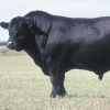 Black Angus